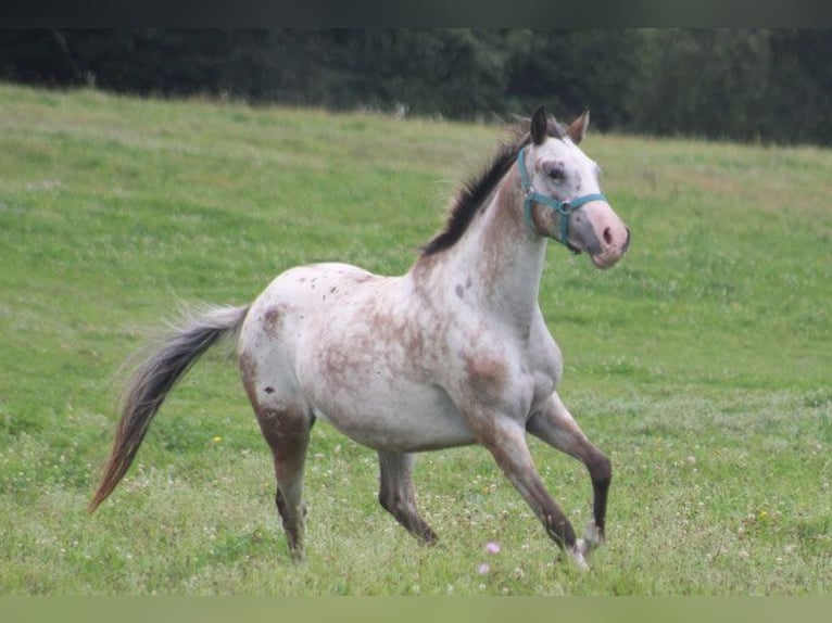 Arabian Partbred Stallion 5 years 14,3 hh Leopard-Piebald in Sulingen