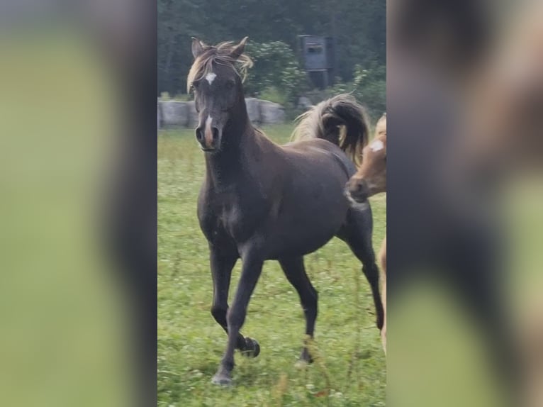 Arabian Partbred Stallion 5 years 15,1 hh in Haunetal