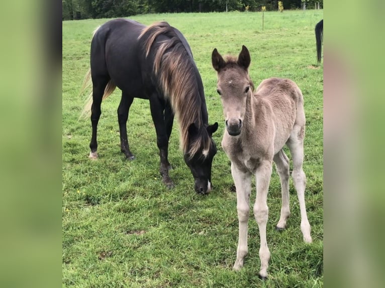Arabian Partbred Stallion 5 years 15,1 hh in Haunetal
