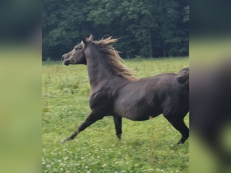 Arabian Partbred Stallion 5 years 15,1 hh in Haunetal