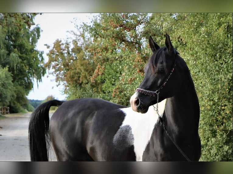 Arabian Partbred Stallion 6 years 14.3 hh Tobiano-all-colors in Kösching