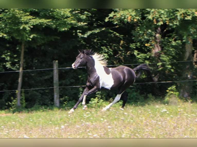 Arabian Partbred Stallion 6 years 14,3 hh Tobiano-all-colors in Kösching