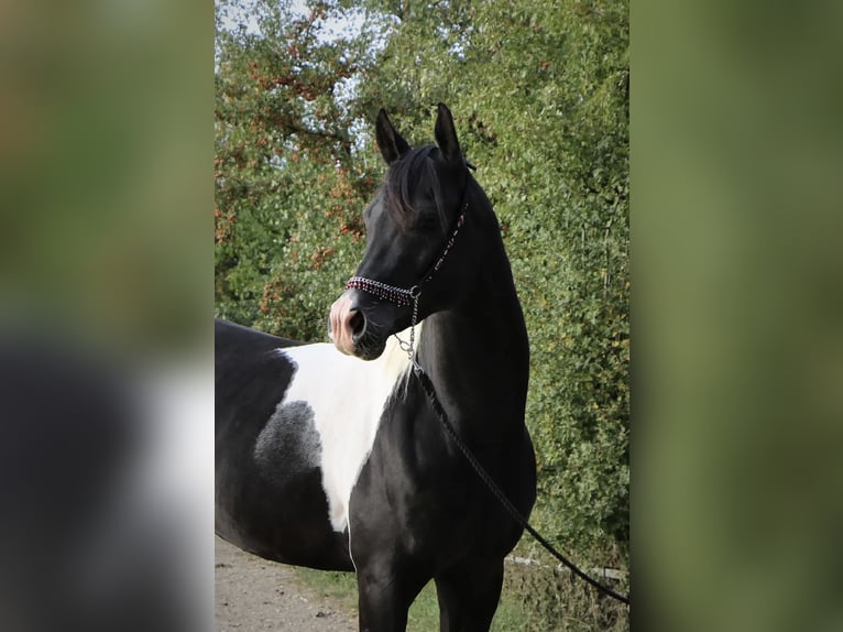 Arabian Partbred Stallion 6 years 14,3 hh Tobiano-all-colors in Kösching