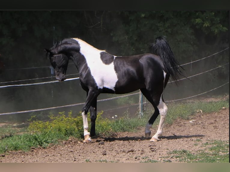 Arabian Partbred Stallion 6 years 14,3 hh Tobiano-all-colors in Kösching
