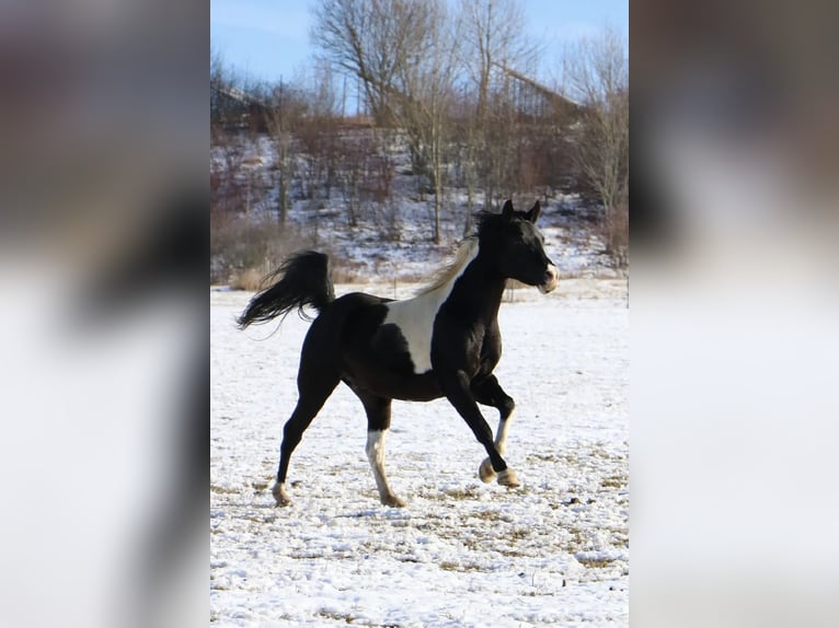 Arabian Partbred Stallion 6 years 14,3 hh Tobiano-all-colors in Kösching