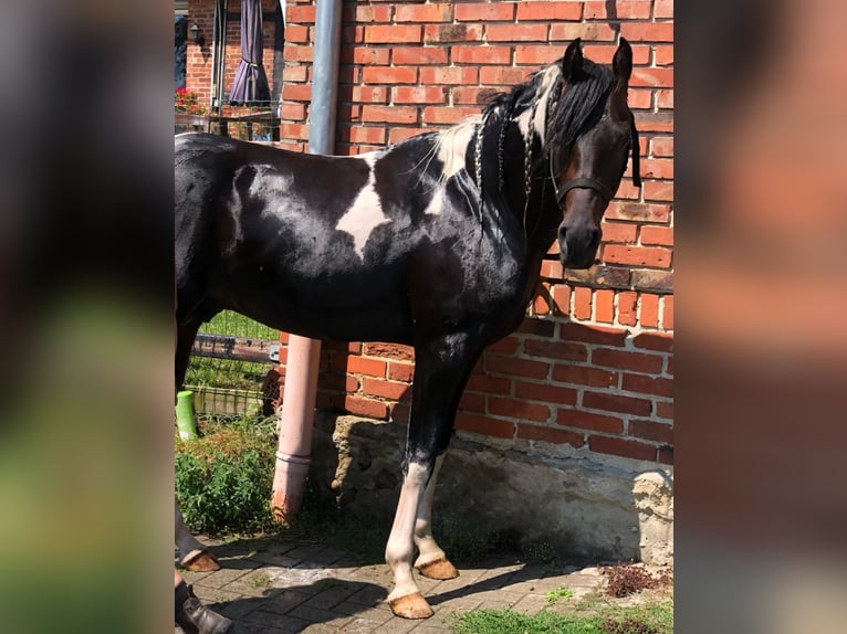 Arabian Partbred Stallion 6 years 15 hh in Sulingen