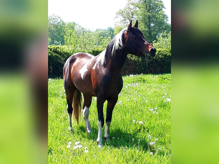 Arabian Partbred Stallion 6 years 15 hh Tobiano-all-colors in Sulingen