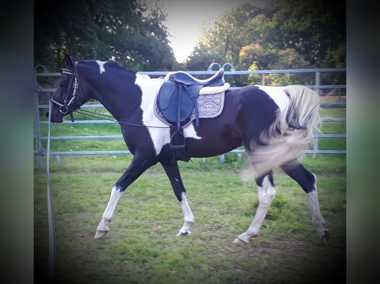 Arabian Partbred Stallion 6 years 15 hh Tobiano-all-colors in Sulingen
