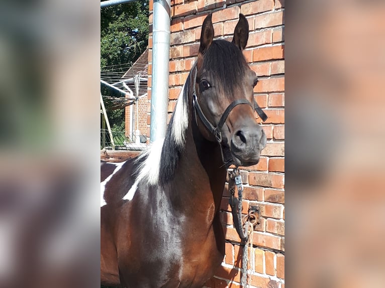 Arabian Partbred Stallion 6 years 15 hh Tobiano-all-colors in Sulingen