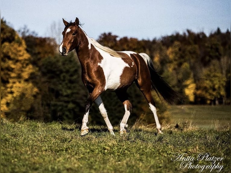 Arabian Partbred Stallion 9 years 15.1 hh Pinto in Nesselwang