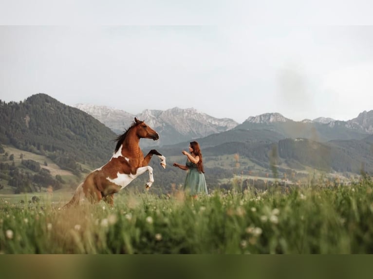 Arabian Partbred Stallion 9 years 15.1 hh Pinto in Nesselwang