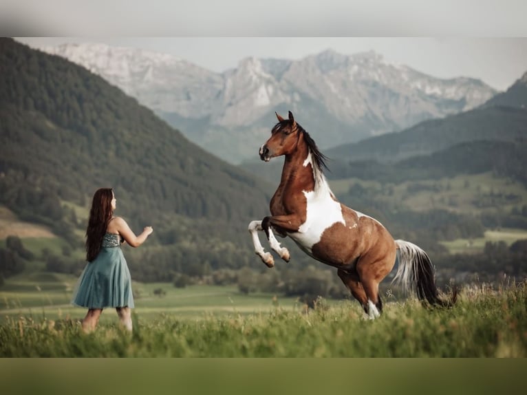 Arabian Partbred Stallion 9 years 15.1 hh Pinto in Nesselwang