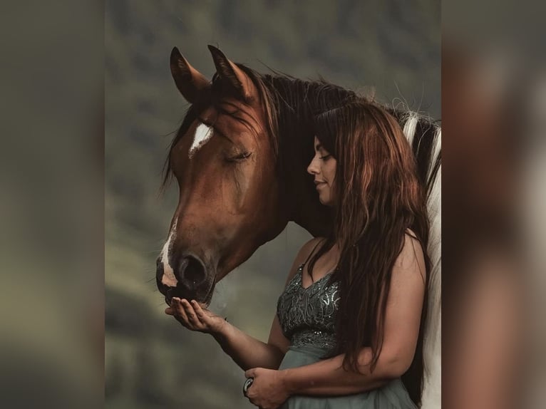 Arabian Partbred Stallion 9 years 15.1 hh Pinto in Nesselwang