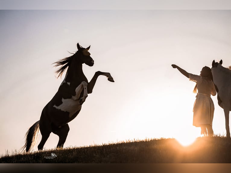 Arabian Partbred Stallion 9 years 15.1 hh Pinto in Nesselwang