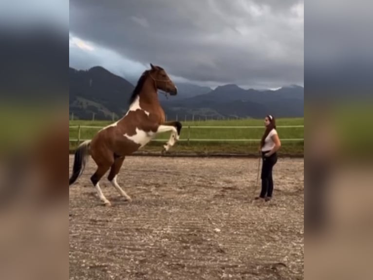 Arabian Partbred Stallion 9 years 15,1 hh Pinto in Nesselwang