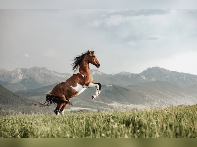 Arabian Partbred Stallion 9 years 15,1 hh Pinto in Nesselwang