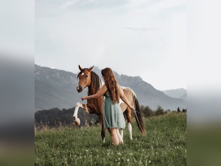 Arabian Partbred Stallion 9 years 15,1 hh Pinto in Nesselwang