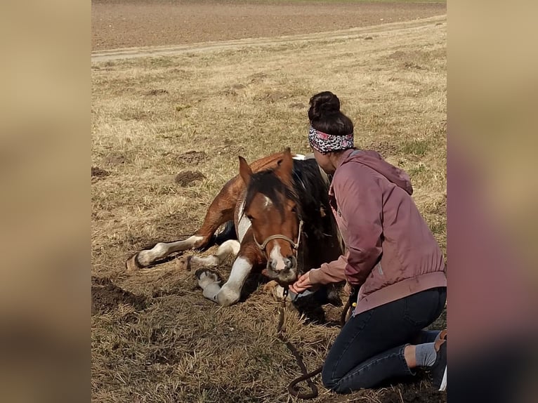 Arabian Partbred Stallion 9 years 15,1 hh Pinto in Nesselwang