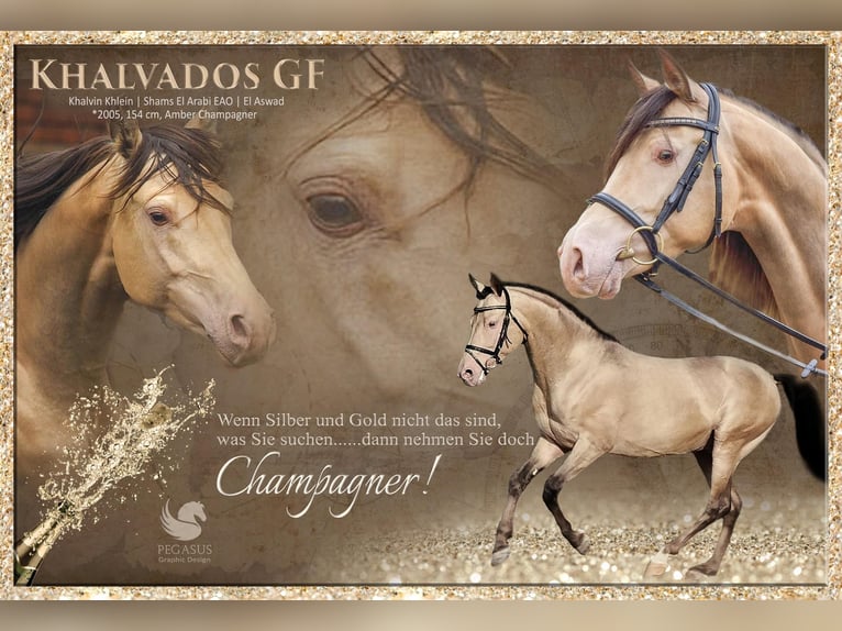 Arabian Partbred Stallion Champagne in Beaumont pied-de-boeuf