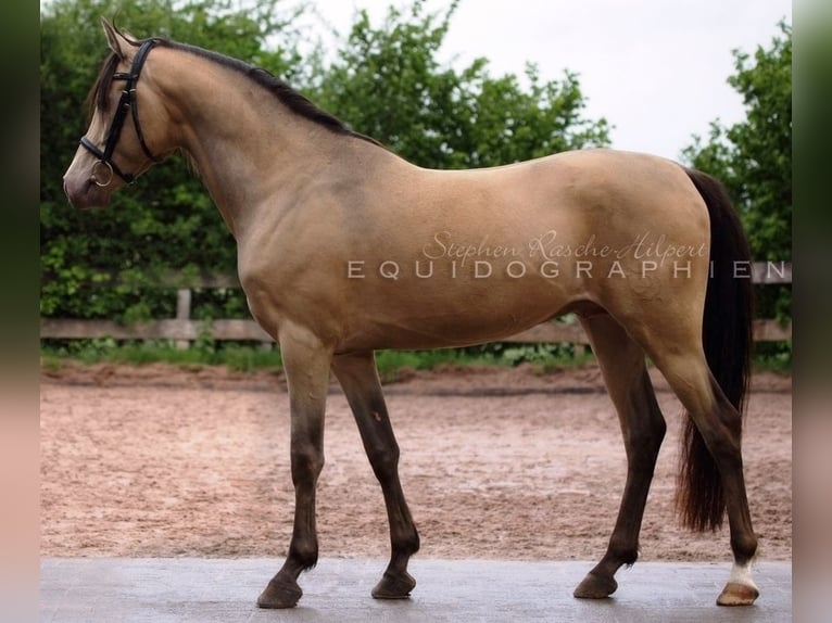 Arabian Partbred Stallion Champagne in Beaumont pied-de-boeuf