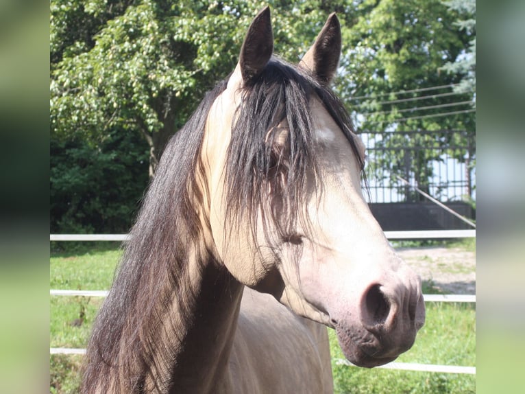 Arabian Partbred Stallion Champagne in Beaumont pied-de-boeuf