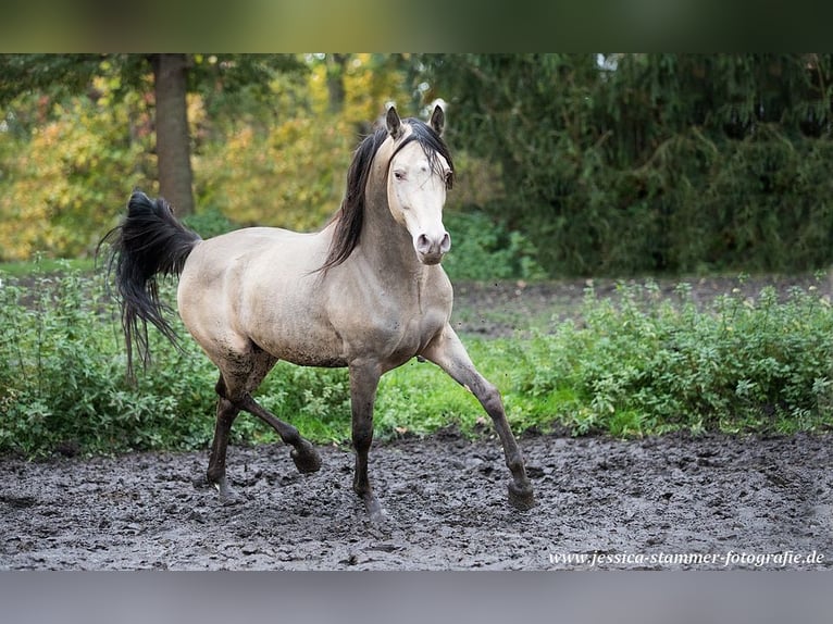 Arabian Partbred Stallion Champagne in Beaumont pied-de-boeuf