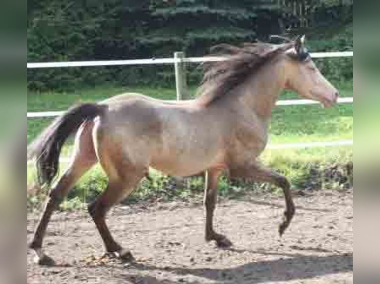 Arabian Partbred Stallion Champagne in Beaumont pied-de-boeuf