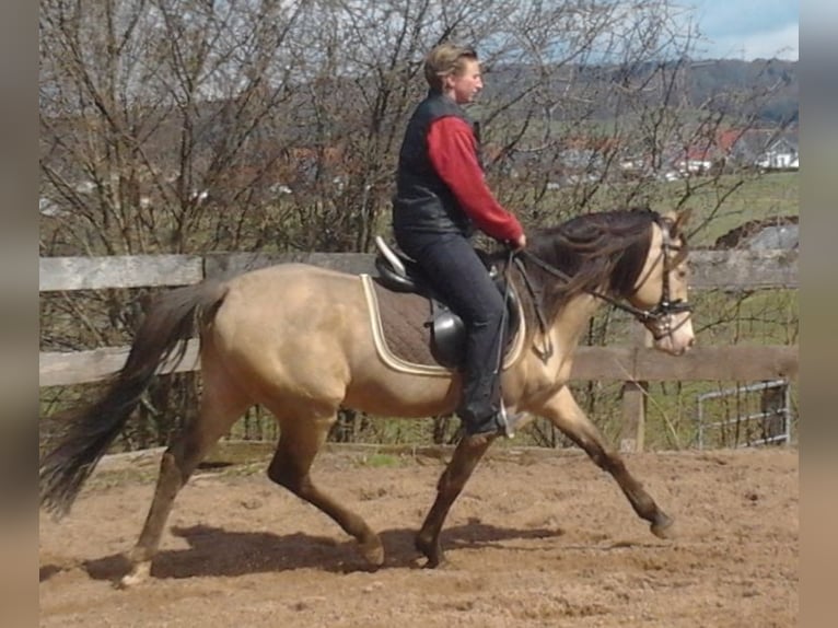 Arabian Partbred Stallion in Beaumont pied-de-boeuf