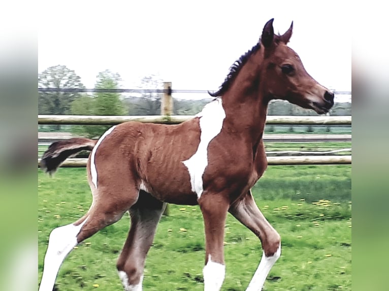 Arabian Partbred Stallion Foal (04/2024) 14,2 hh Tobiano-all-colors in Sulingen