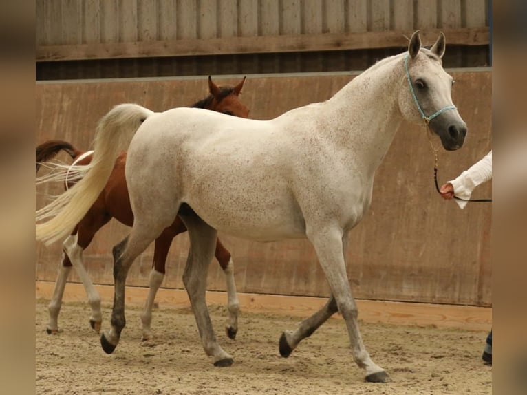 Arabian Partbred Stallion Foal (04/2024) 14,2 hh Tobiano-all-colors in Sulingen