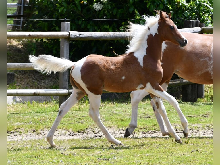 Arabian Partbred Stallion Foal (03/2024) 14,3 hh Tobiano-all-colors in Mörsdorf