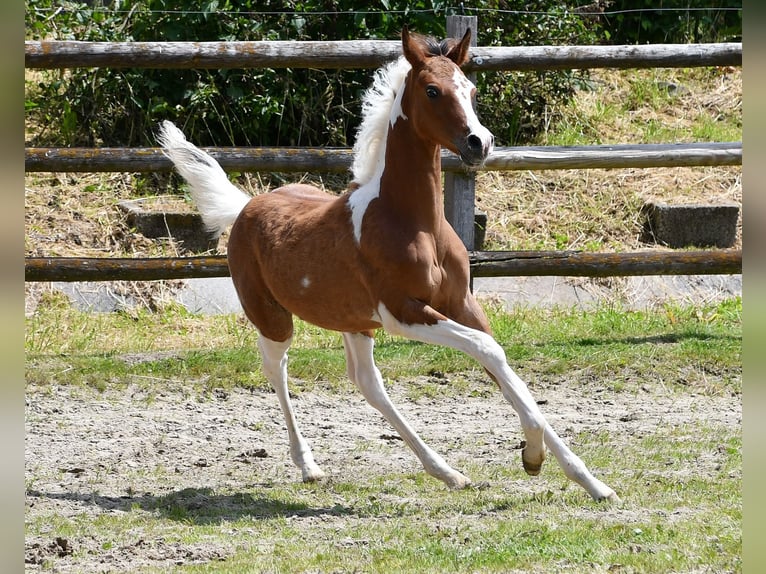 Arabian Partbred Stallion Foal (03/2024) 14,3 hh Tobiano-all-colors in Mörsdorf