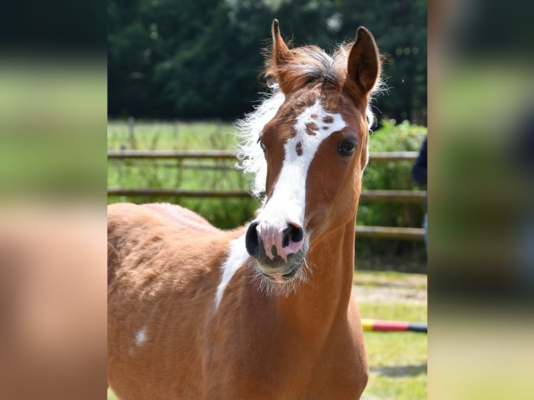 Arabian Partbred Stallion Foal (03/2024) 14,3 hh Tobiano-all-colors in Mörsdorf