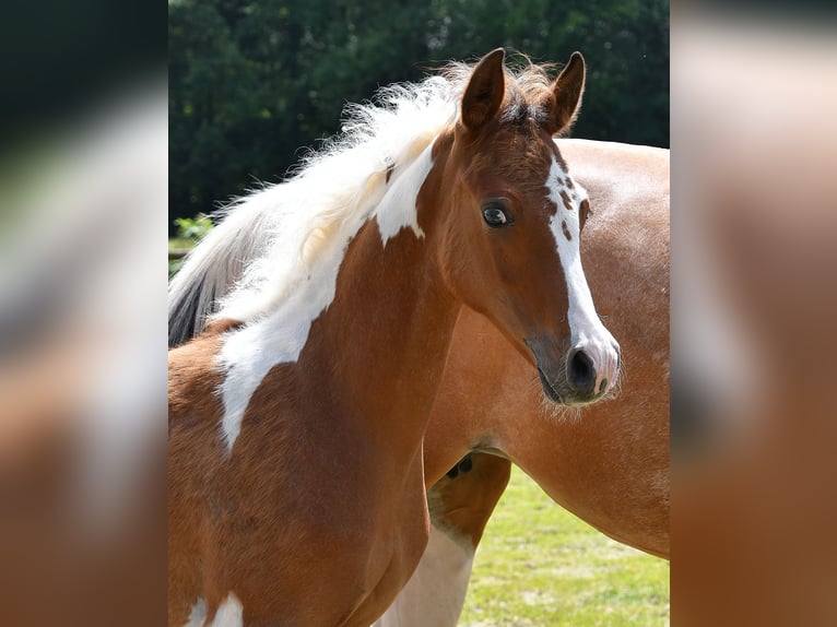 Arabian Partbred Stallion Foal (03/2024) 14,3 hh Tobiano-all-colors in Mörsdorf