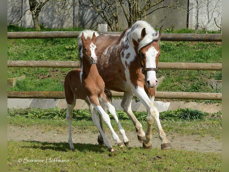 Arabian Partbred Stallion Foal (03/2024) 14,3 hh Tobiano-all-colors in Mörsdorf