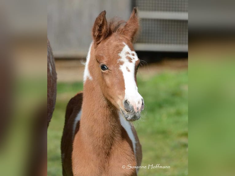 Arabian Partbred Stallion Foal (03/2024) 14,3 hh Tobiano-all-colors in Mörsdorf