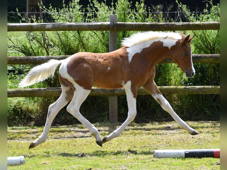 Arabian Partbred Stallion Foal (03/2024) 14,3 hh Tobiano-all-colors in Mörsdorf