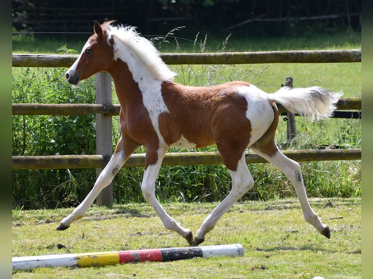 Arabian Partbred Stallion Foal (03/2024) 14,3 hh Tobiano-all-colors in Mörsdorf