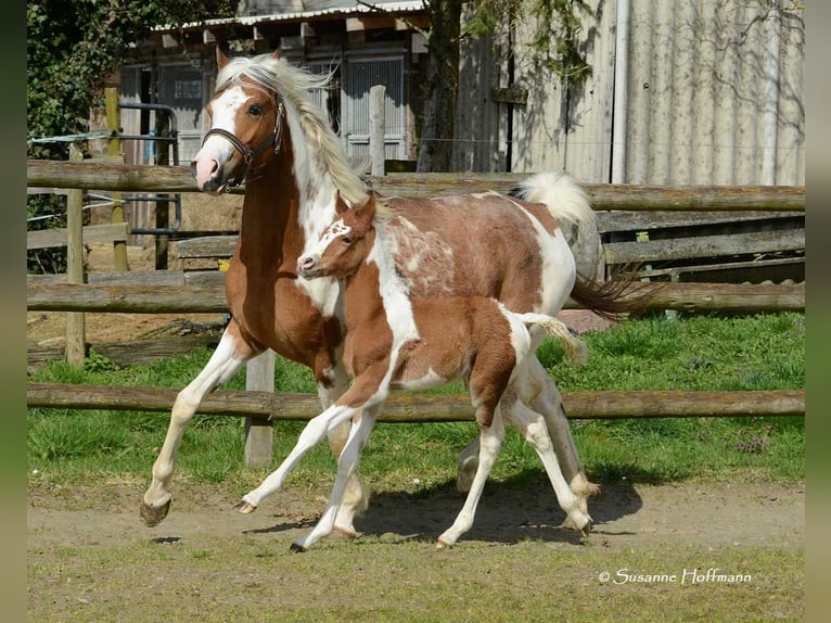 Arabian Partbred Stallion Foal (03/2024) 14,3 hh Tobiano-all-colors in Mörsdorf