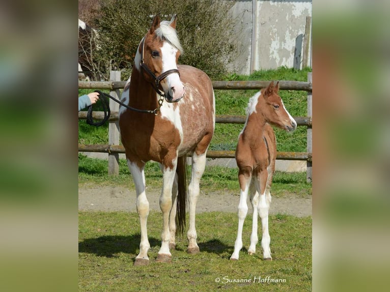 Arabian Partbred Stallion Foal (03/2024) 14,3 hh Tobiano-all-colors in Mörsdorf