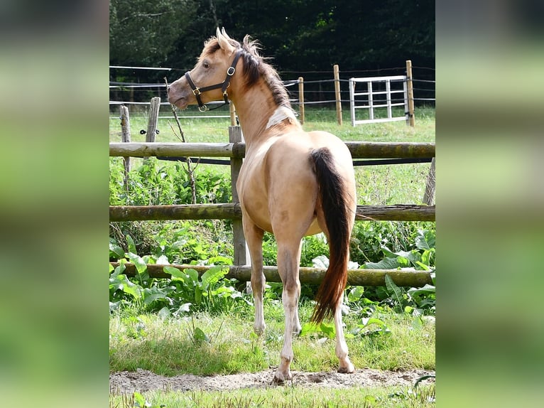 Arabian Partbred Stallion Foal (03/2024) 14,3 hh Tobiano-all-colors in Mörsdorf