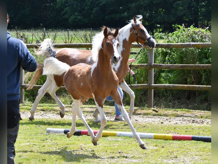 Arabian Partbred Stallion Foal (03/2024) 14,3 hh Tobiano-all-colors in Mörsdorf