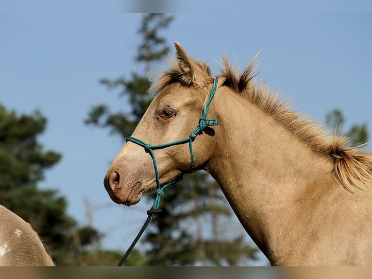 Arabian Partbred Stallion Foal (02/2025) 14,2 hh Champagne in Goven