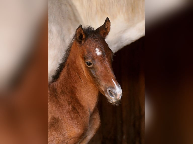 Arabian Partbred Stallion Foal (04/2026) 15.1 hh Brown in Stechlin
