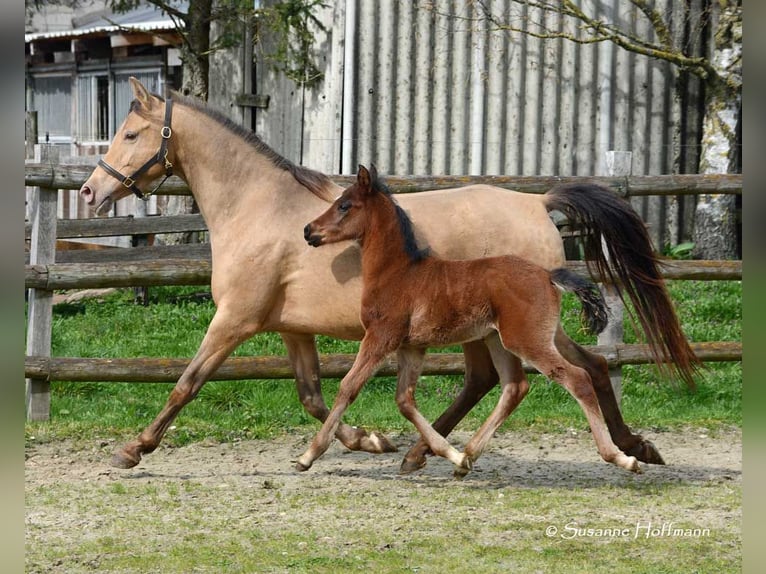 Arabian Partbred Stallion Foal (03/2024) 15,1 hh Brown in Mörsdorf