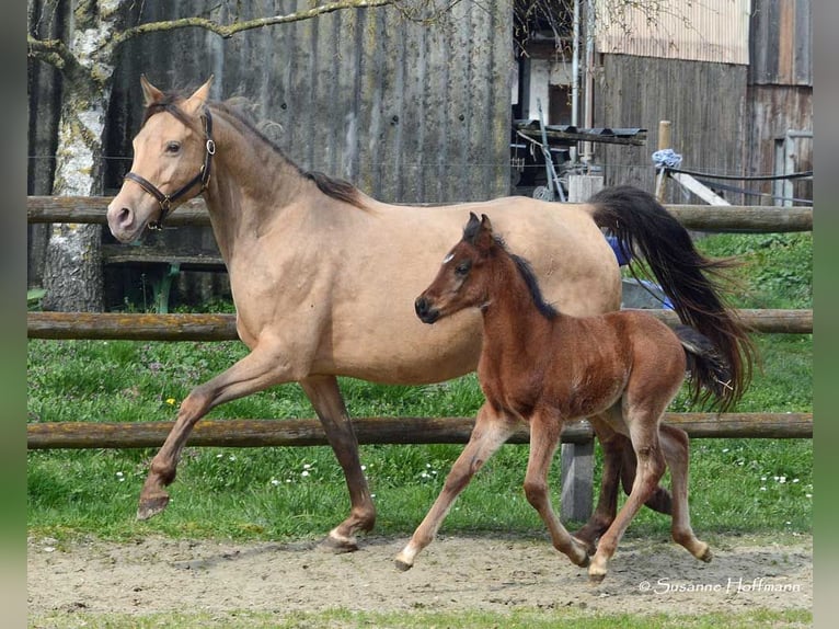Arabian Partbred Stallion Foal (03/2024) 15,1 hh Brown in Mörsdorf