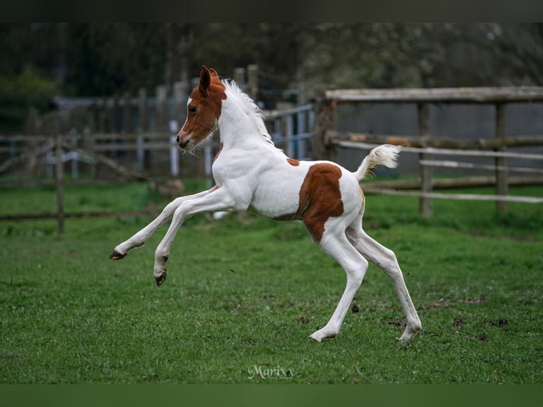 Arabian Partbred Stallion Foal (03/2024) 15,1 hh Pinto in Steinheim