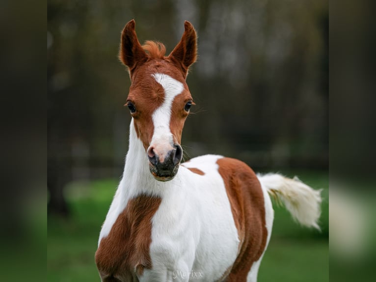Arabian Partbred Stallion Foal (03/2024) 15,1 hh Pinto in Steinheim