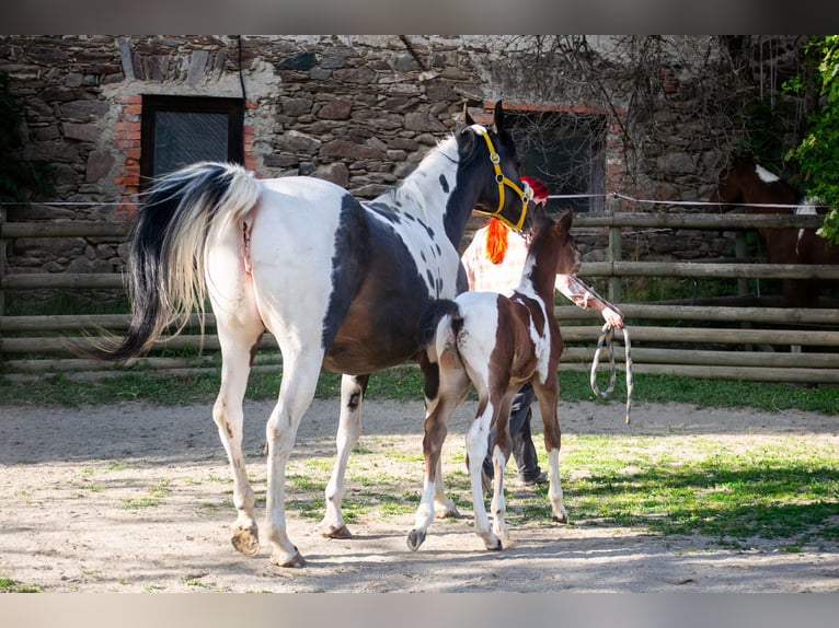 Arabian Partbred Stallion Foal (05/2025) 15,1 hh Tobiano-all-colors in Seeboden am Millst&#xE4;tter See