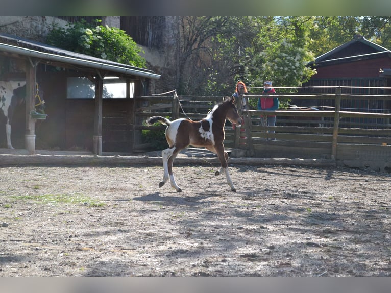 Arabian Partbred Stallion Foal (05/2025) 15,1 hh Tobiano-all-colors in Seeboden am Millst&#xE4;tter See